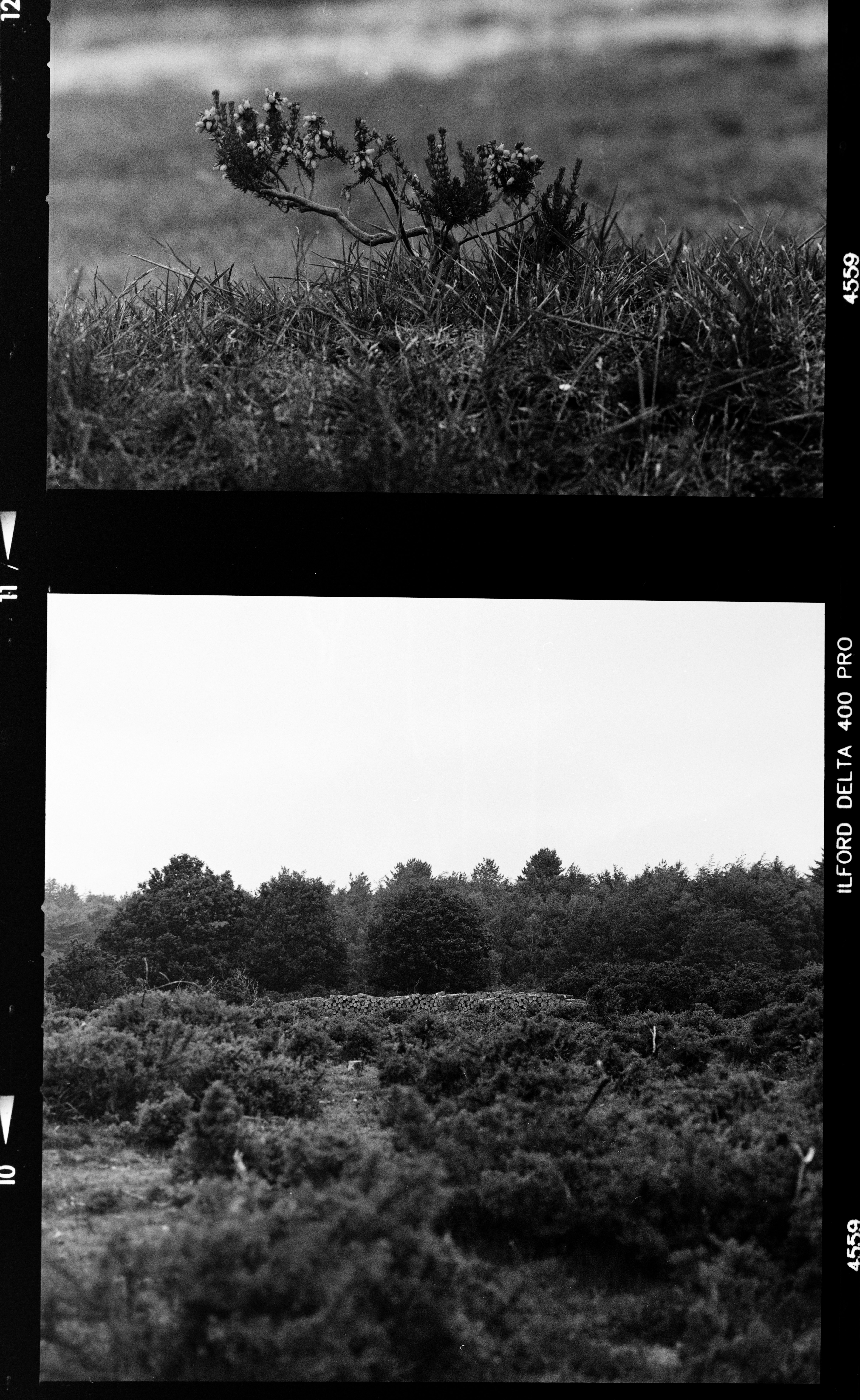 grayscale photo of trees and plants